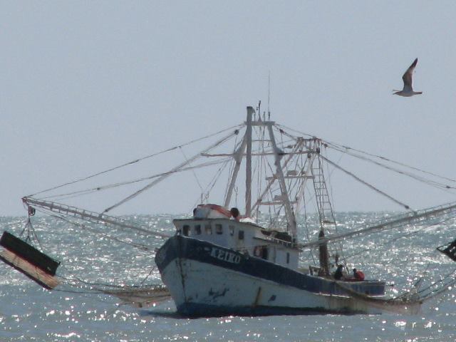 Shrimp boat and bird