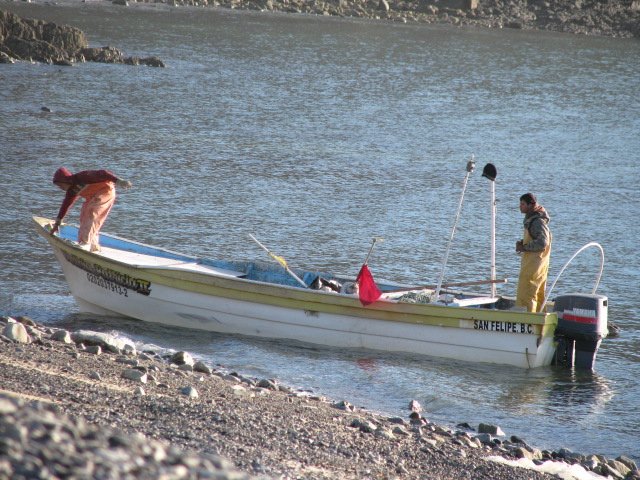 Ponga fishermen land at our beach.