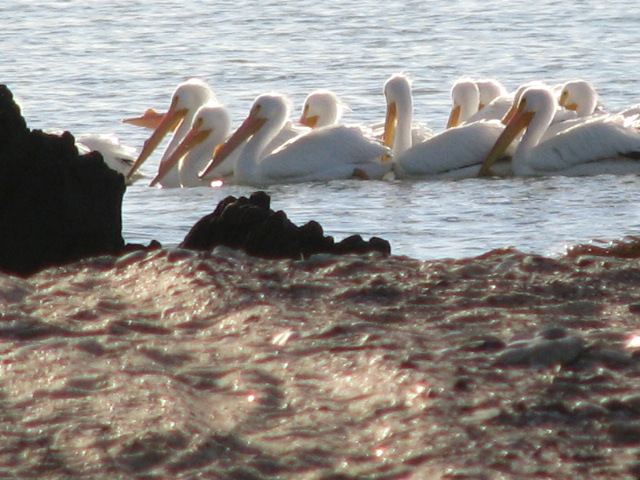 A flock of rare white pelican swim by our casa in Campo Uno.