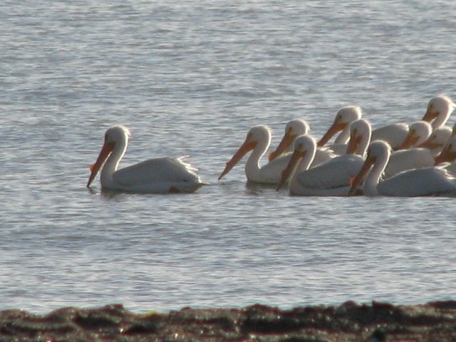 Rare White pelicans swim by our casa at Campo Uno